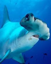 pic for Hammerhead Shark
